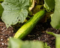 Beit Alpha Cucumber Seeds
