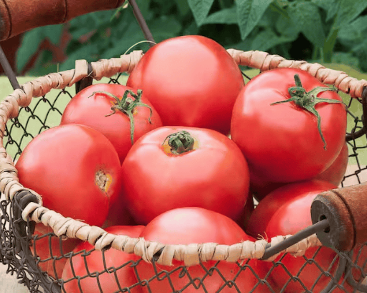 New Girl Hybrid Tomato Seeds