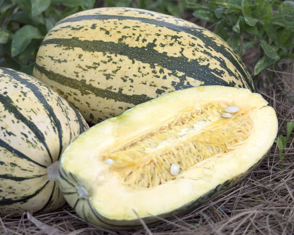 Sugaretti Hybrid Winter Squash Seeds