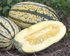 Sugaretti Hybrid Winter Squash Seeds