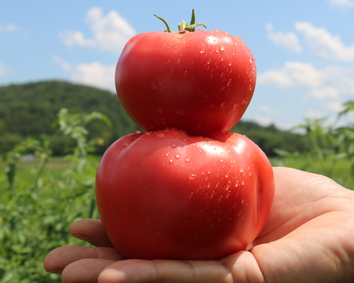 Pink Gal Hybrid Tomato Seeds