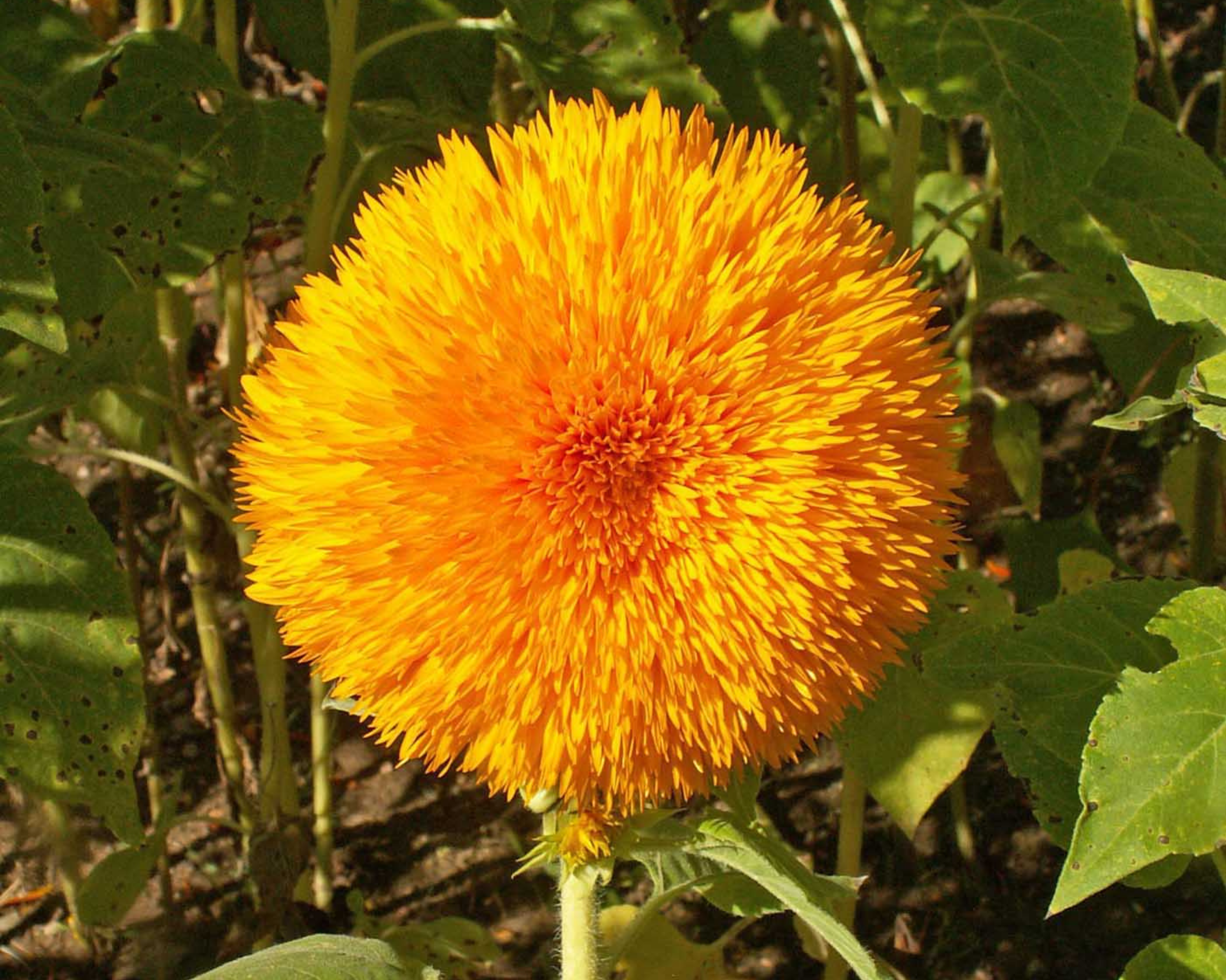 Tall Teddy Bear Sunflower Seeds