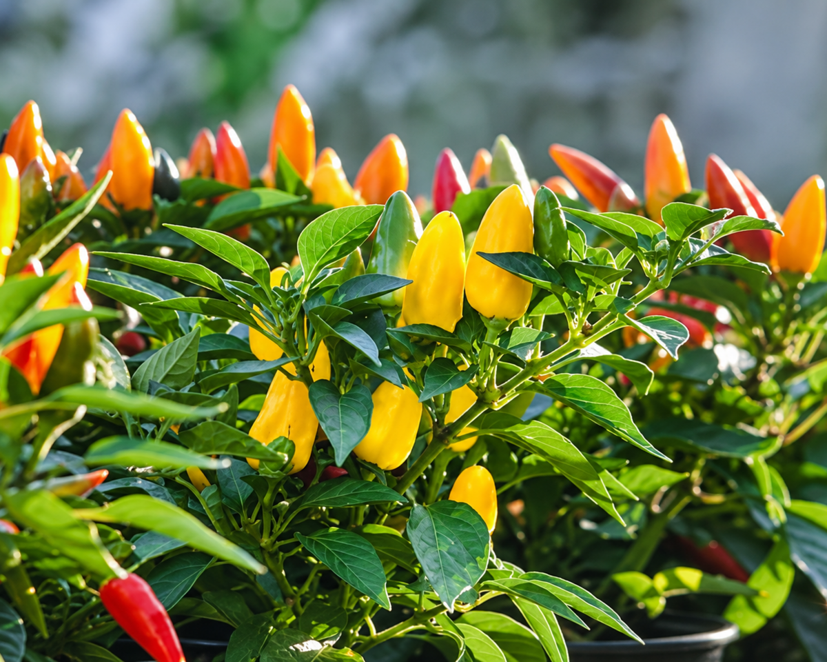 Pretty N Sweet Hybrid Pepper Seeds