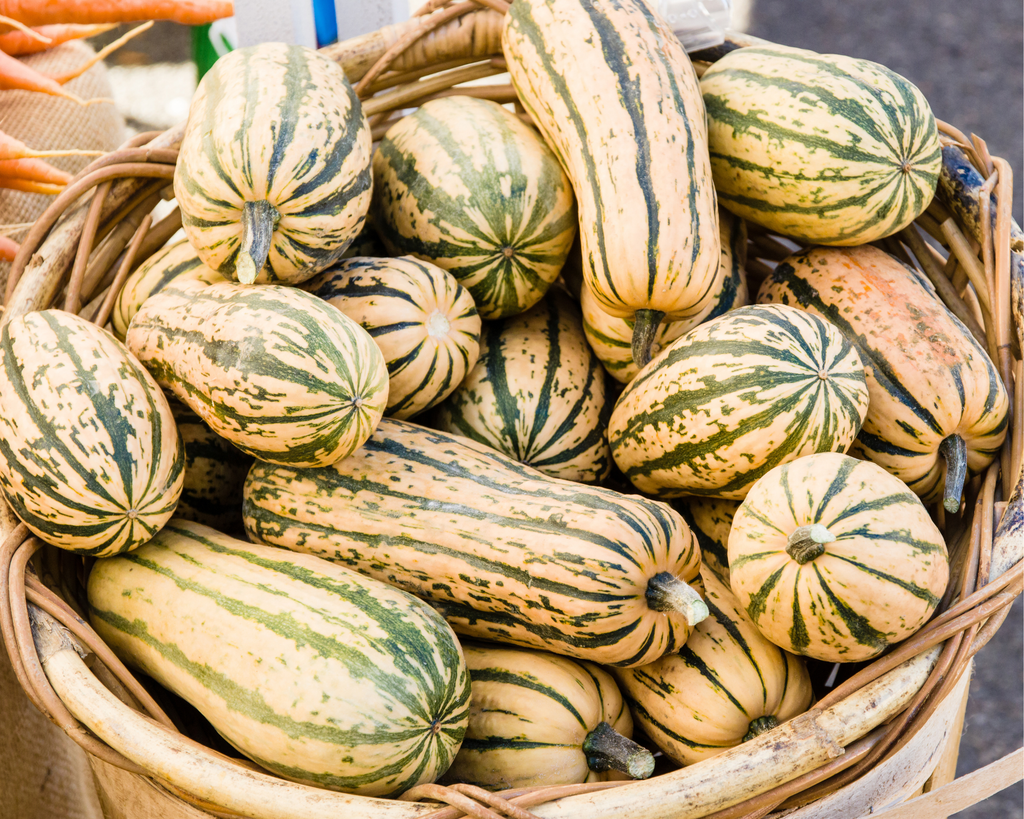 Honey Boat Delicata Squash Seeds