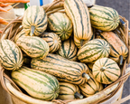 Honey Boat Delicata Squash Seeds