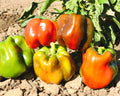 King Arthur Hybrid Bell Pepper Seeds