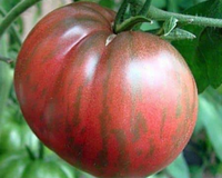 Pink Berkeley Tie-Dye Tomato Seeds