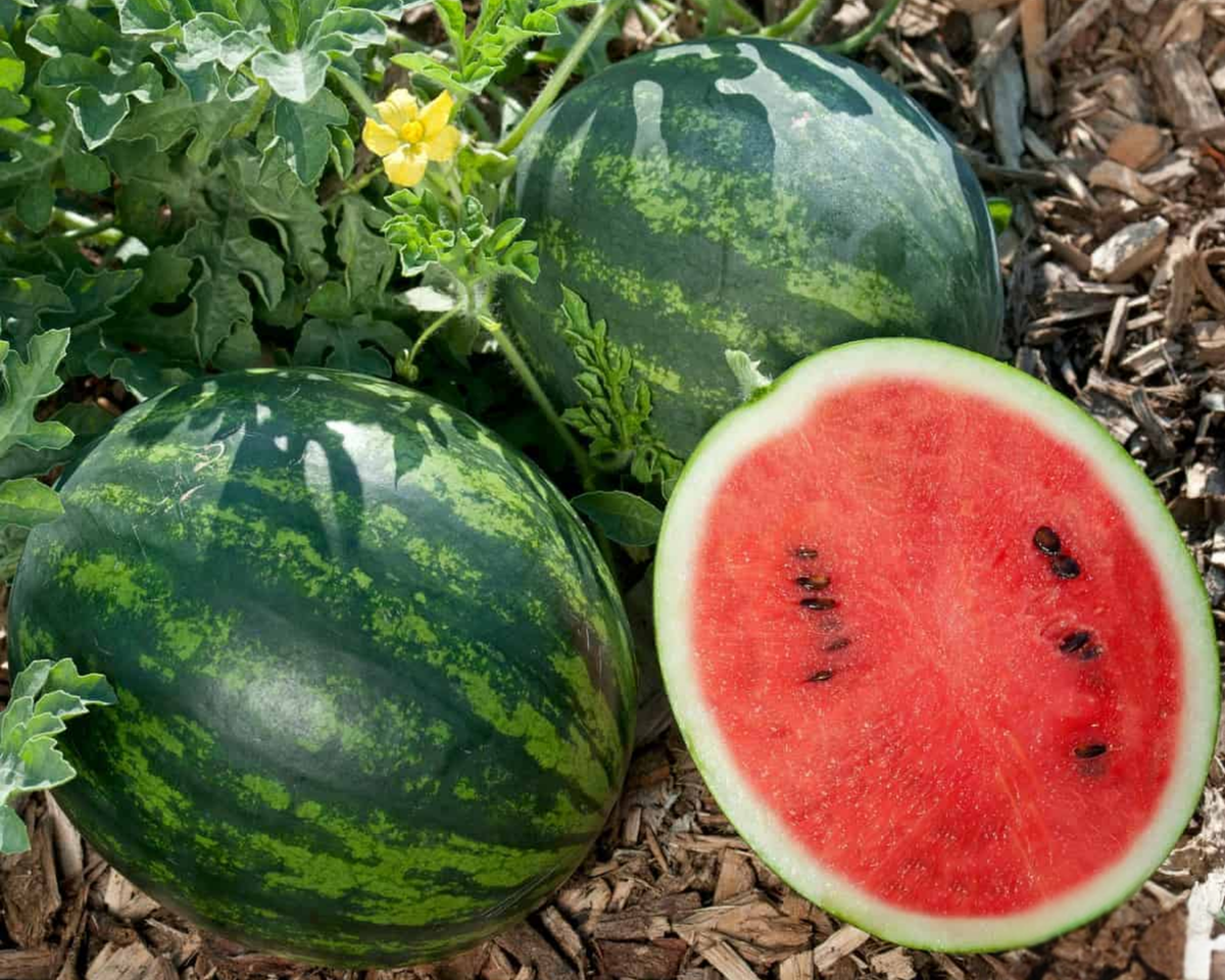 Mini Love Personal Hybrid Watermelon Seeds