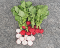 Roxanne Hybrid Radish Seeds