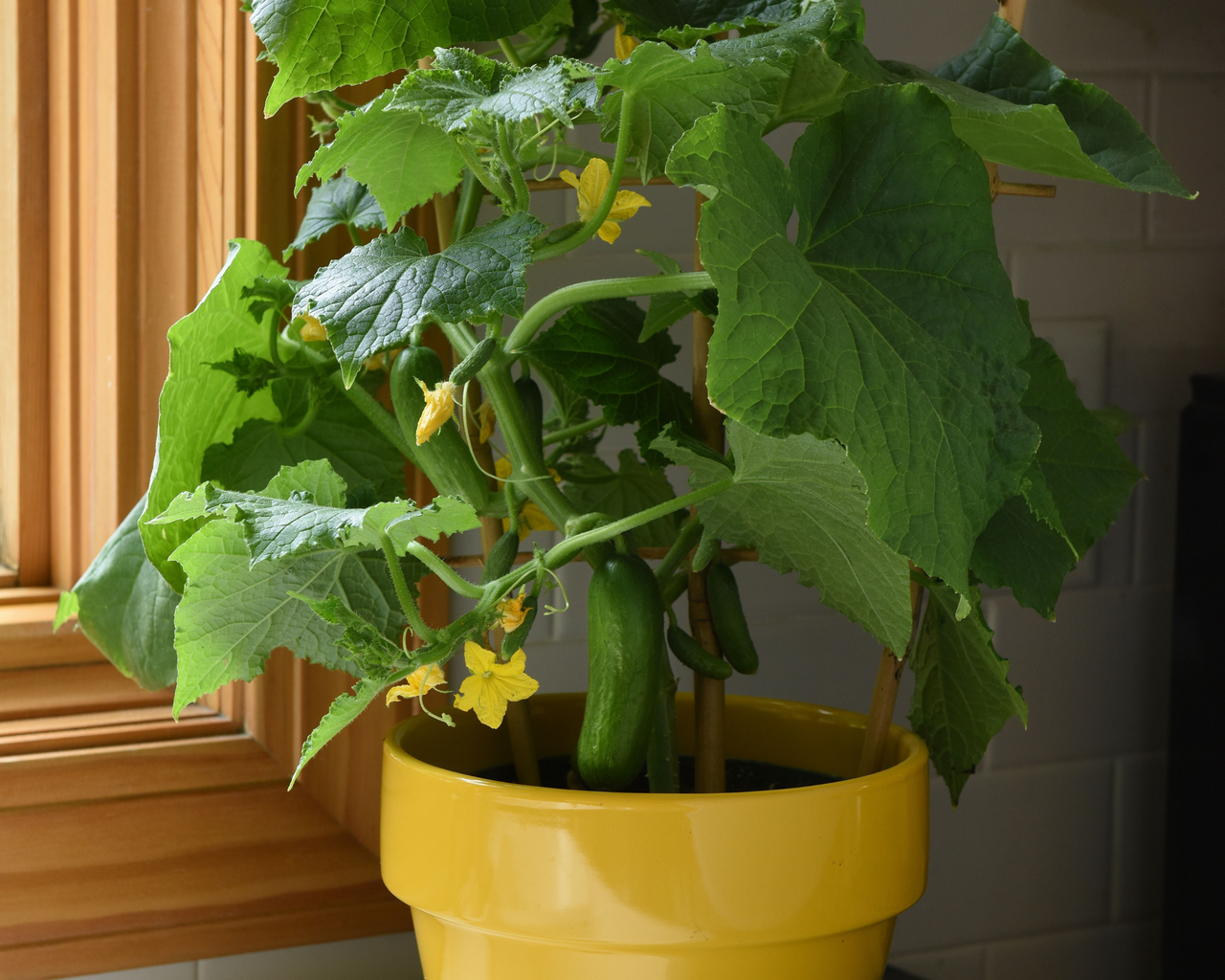 Quick Snack Hybrid Cucumber Seeds | Kitchen Minis