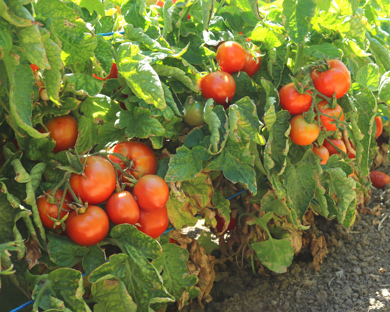 Patio Hybrid Tomato Seeds
