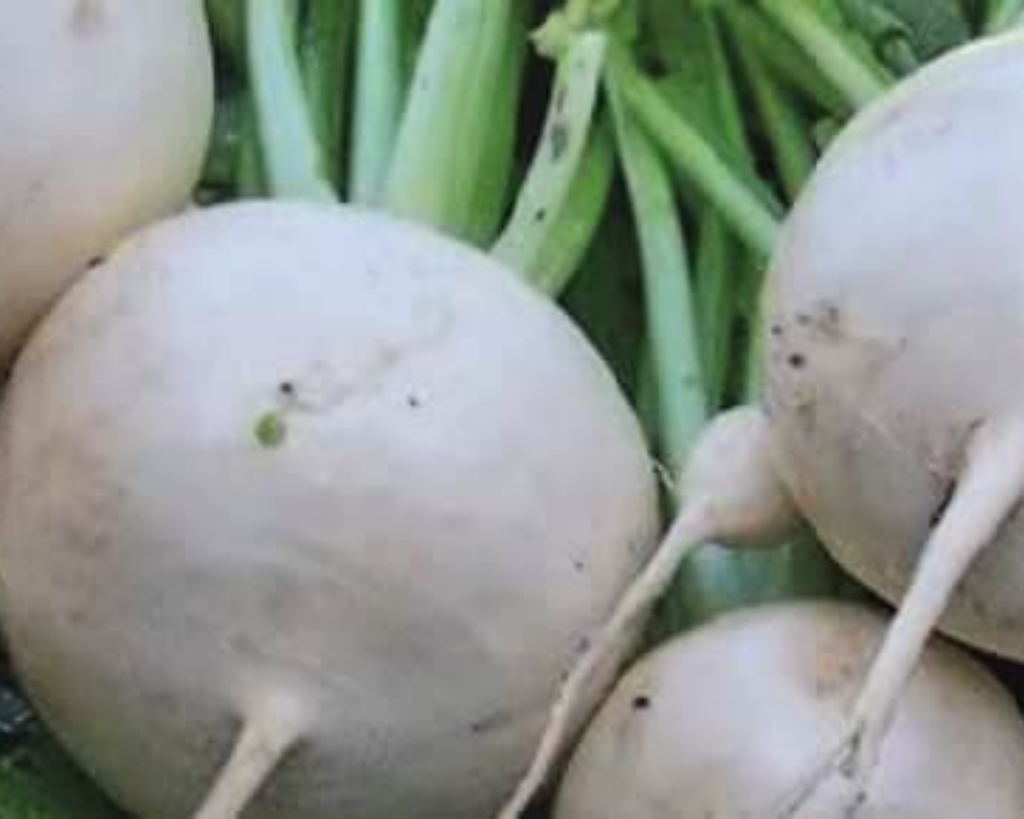 Shogoin Turnip Seeds