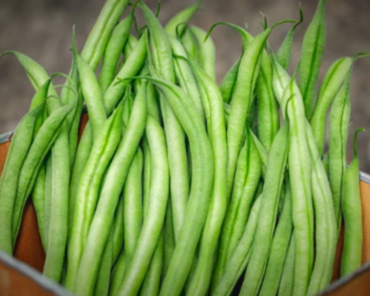 French Filet Bean Seeds