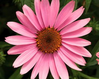 Prairie Splendor Deep Rose Echinacea Seeds