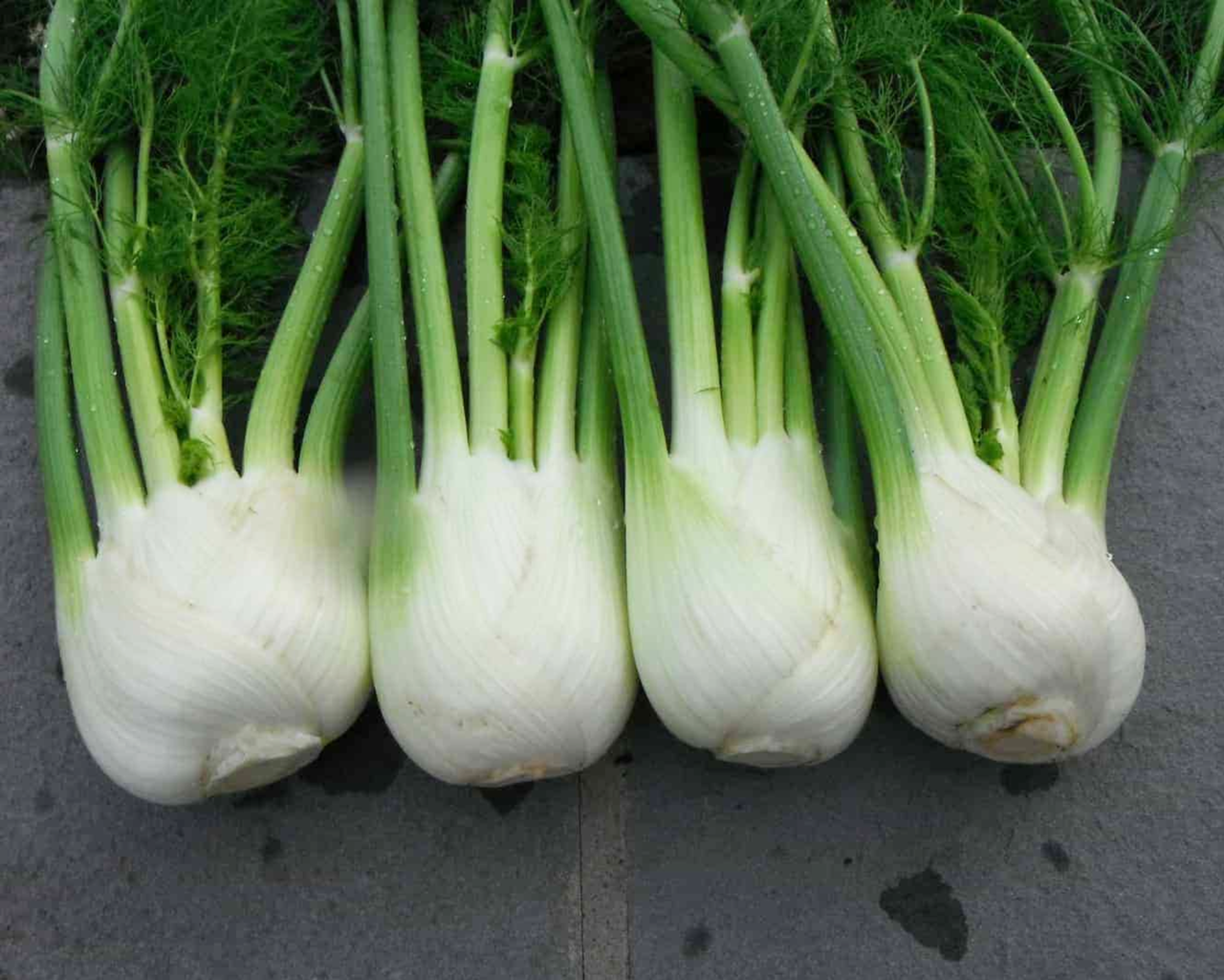 Antares Hybrid Fennel Seeds