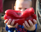 Red Impact Hybrid Pepper Seeds