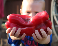 Red Impact Hybrid Pepper Seeds