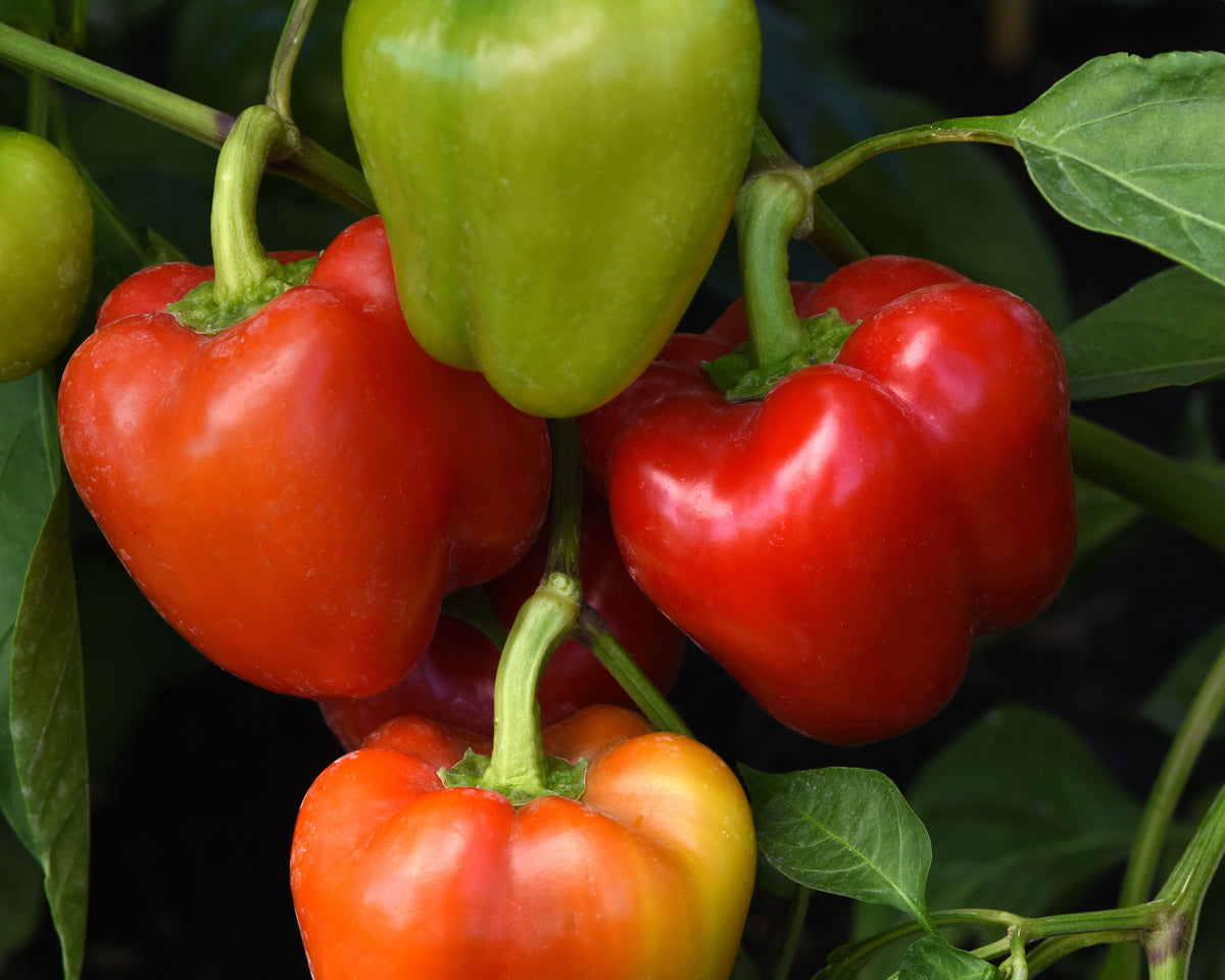 Prism Hybrid Snack Bell Pepper Seeds