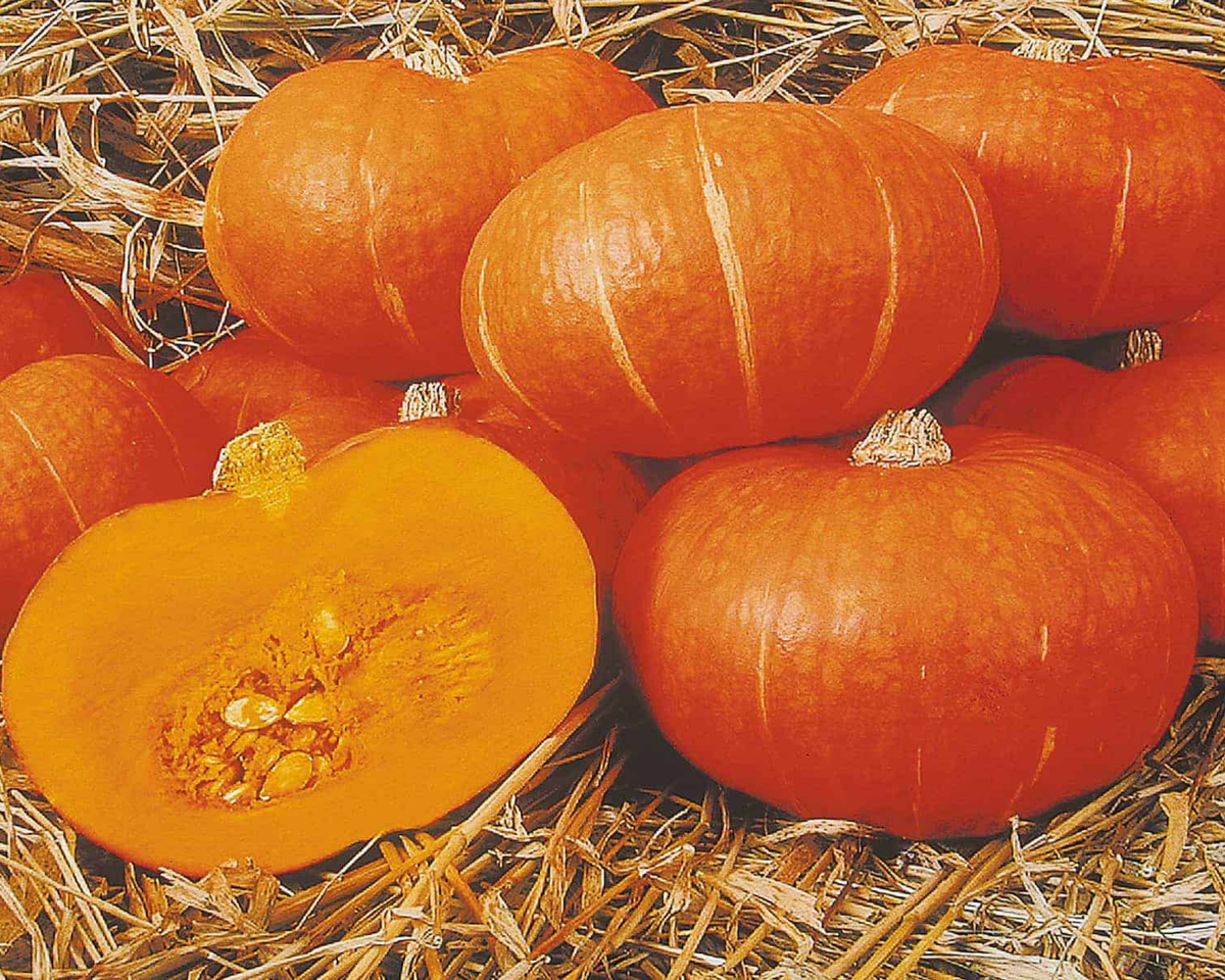 Sunshine Hybrid Kabocha Squash Seeds
