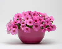 Hybrid Easy Wave Pink Passion Spreading Petunia Seeds