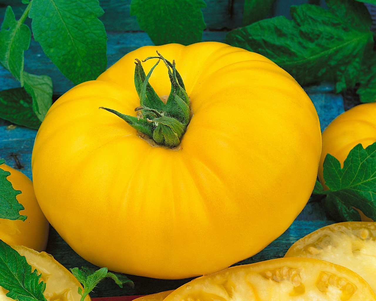 Giant Belgium Yellow Tomato Seeds