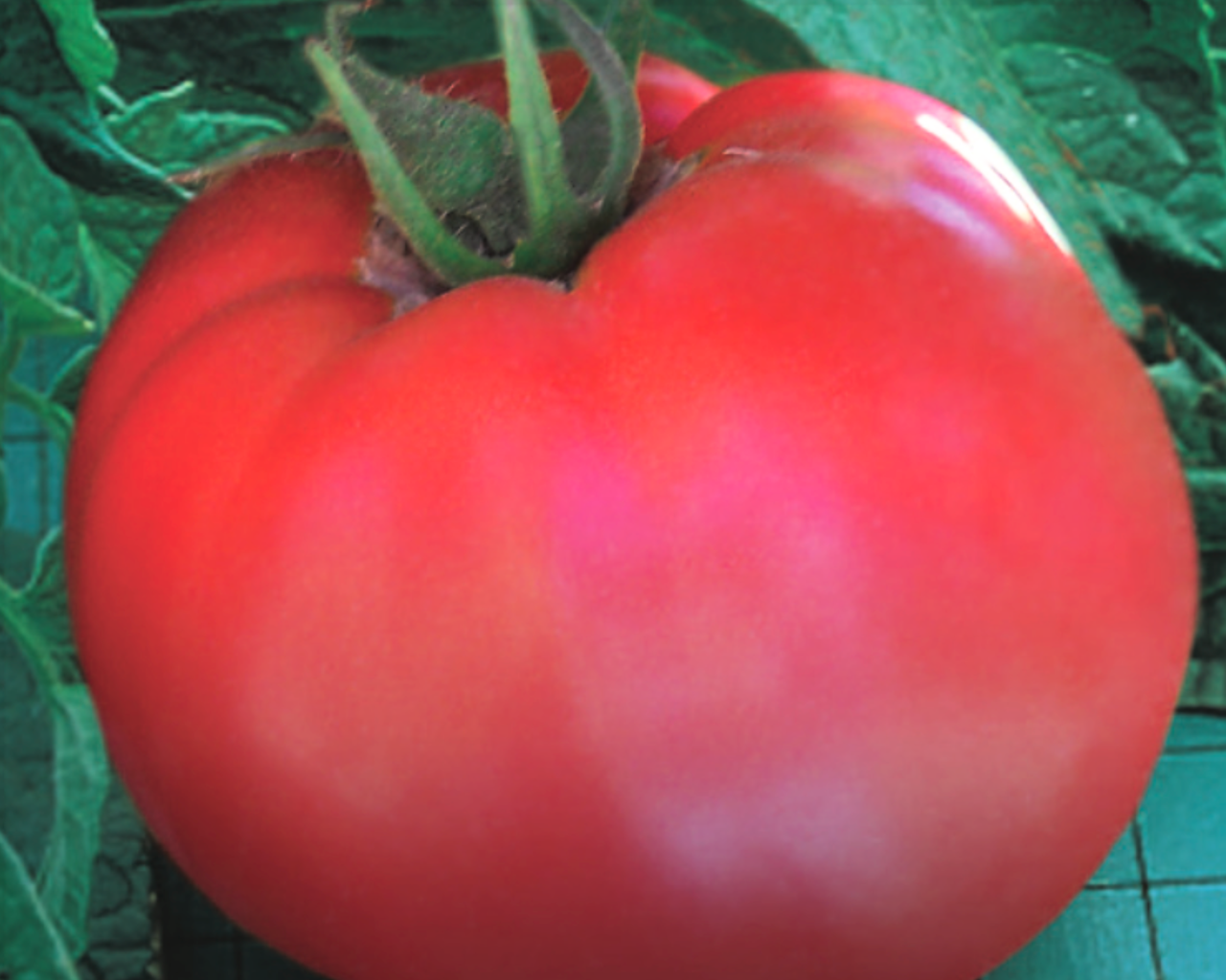 Goliath Original Hybrid Tomato Seeds