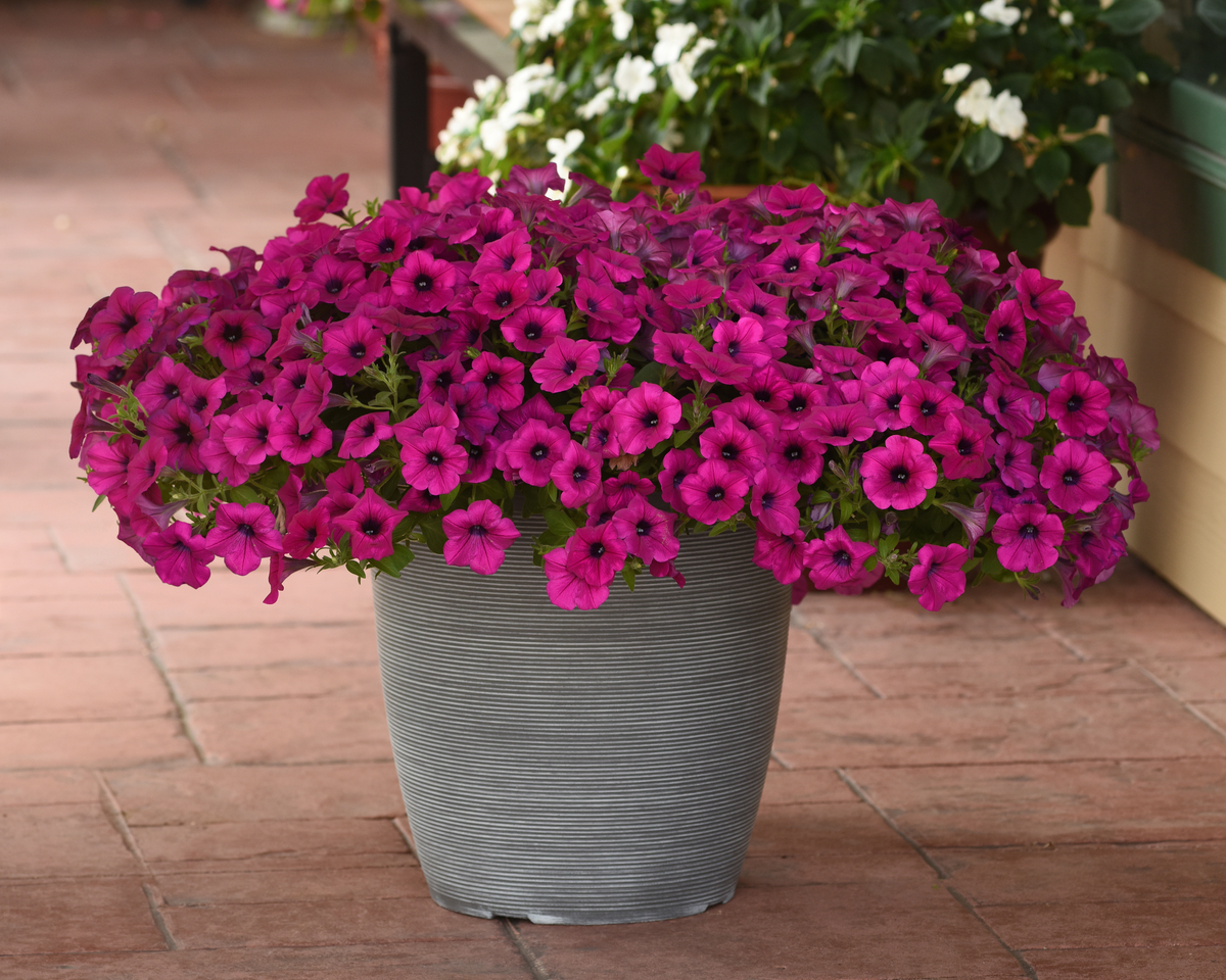 Purple Wave® Spreading Petunia Seeds