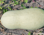 Charleston Grey Watermelon Seeds