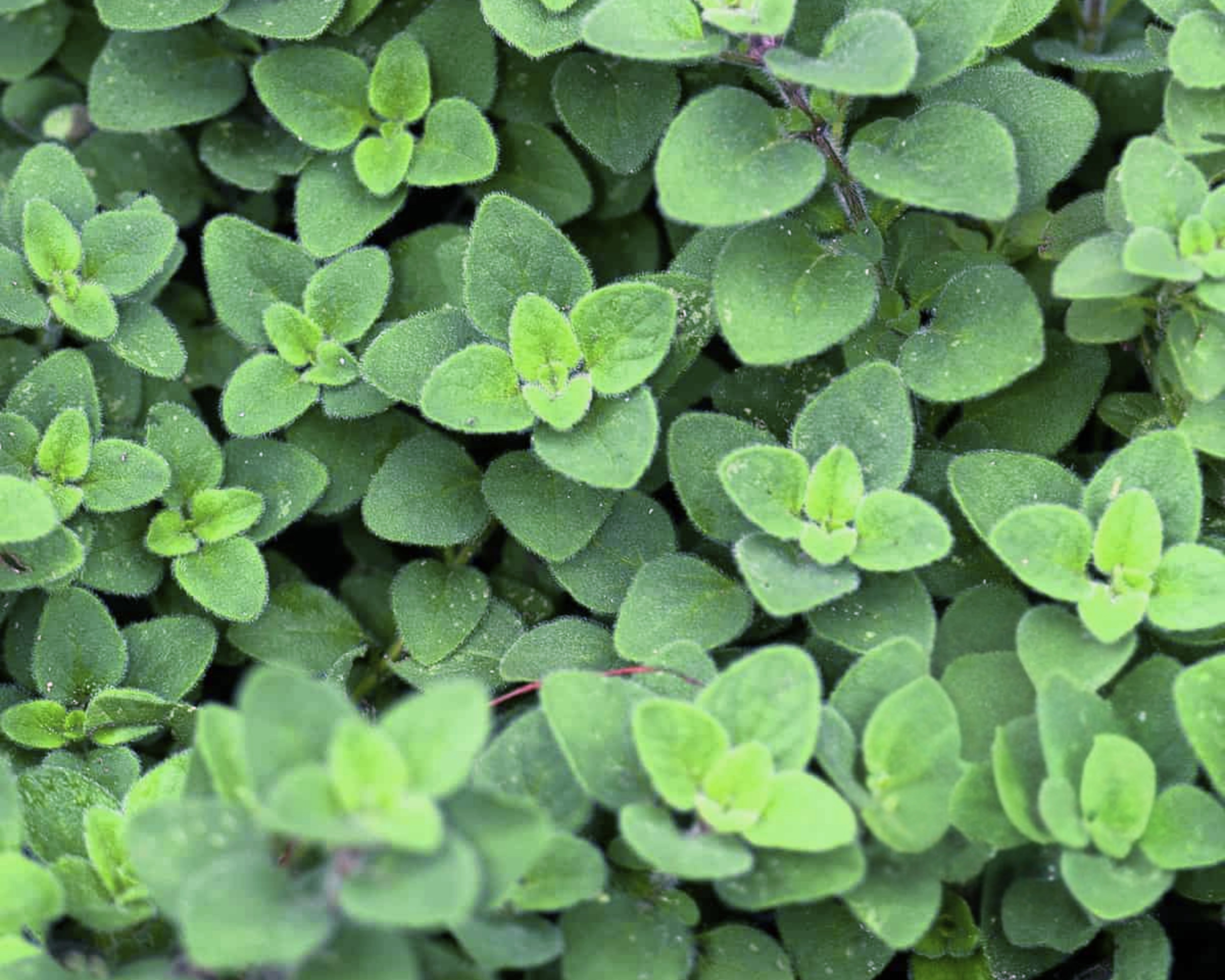 Oregano Seeds, Cleopatra