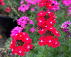 Sweetheart Kisses Verbena Seeds