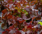 Red Sails Lettuce Seeds