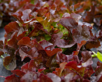 Red Sails Lettuce Seeds