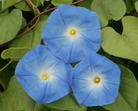 Heavenly Blue Morning Glory Seeds