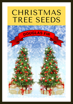 20 DOUGLAS FIR Tree Abies Pseudotsuga Menziesii Christmas Tree Blue Douglas Pine Spruce Native Evergreen Seeds