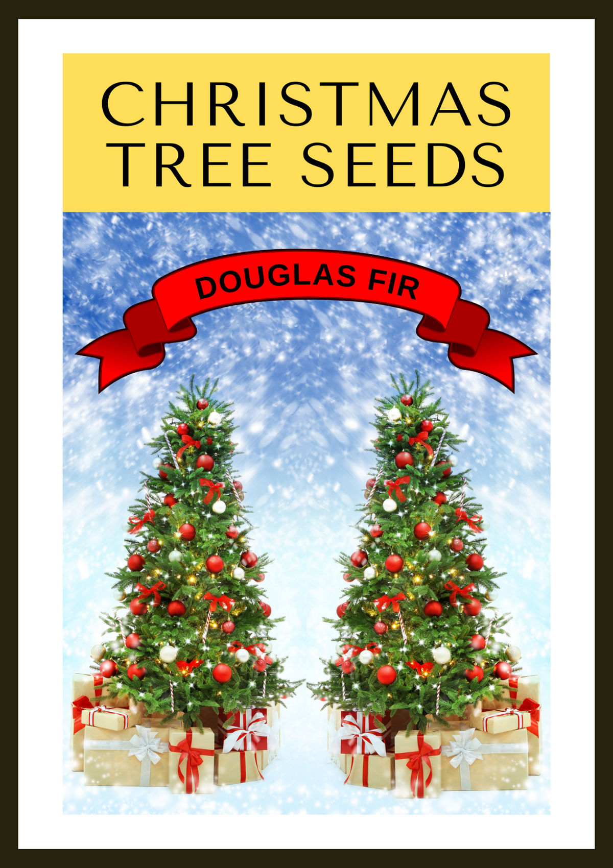 20 DOUGLAS FIR Tree Abies Pseudotsuga Menziesii Christmas Tree Blue Douglas Pine Spruce Native Evergreen Seeds