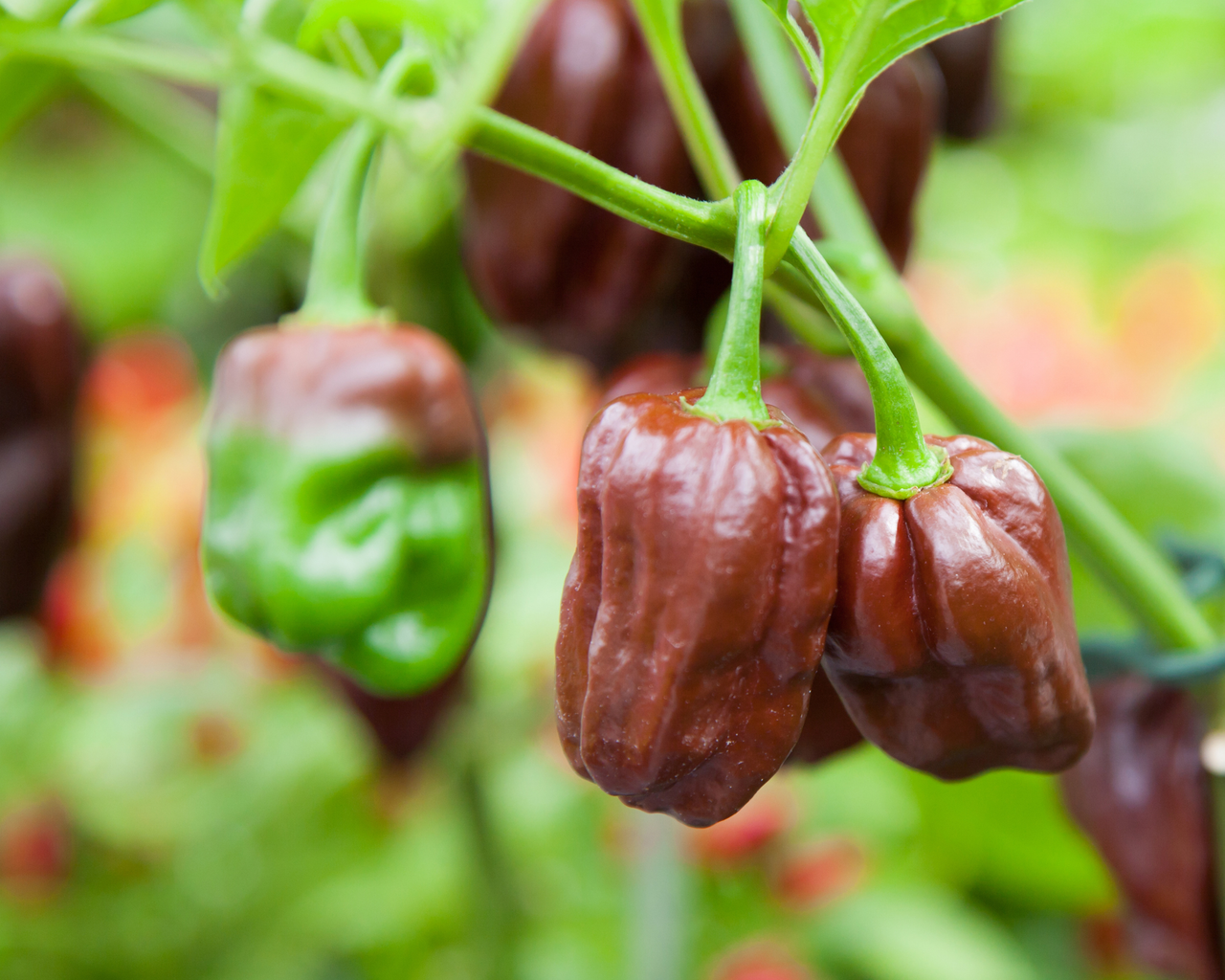 Congo Black Hot Pepper Seeds