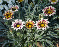 Big Kiss White Flame Hybrid Gazania Seeds