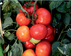 Big League Hybrid Tomato Seeds
