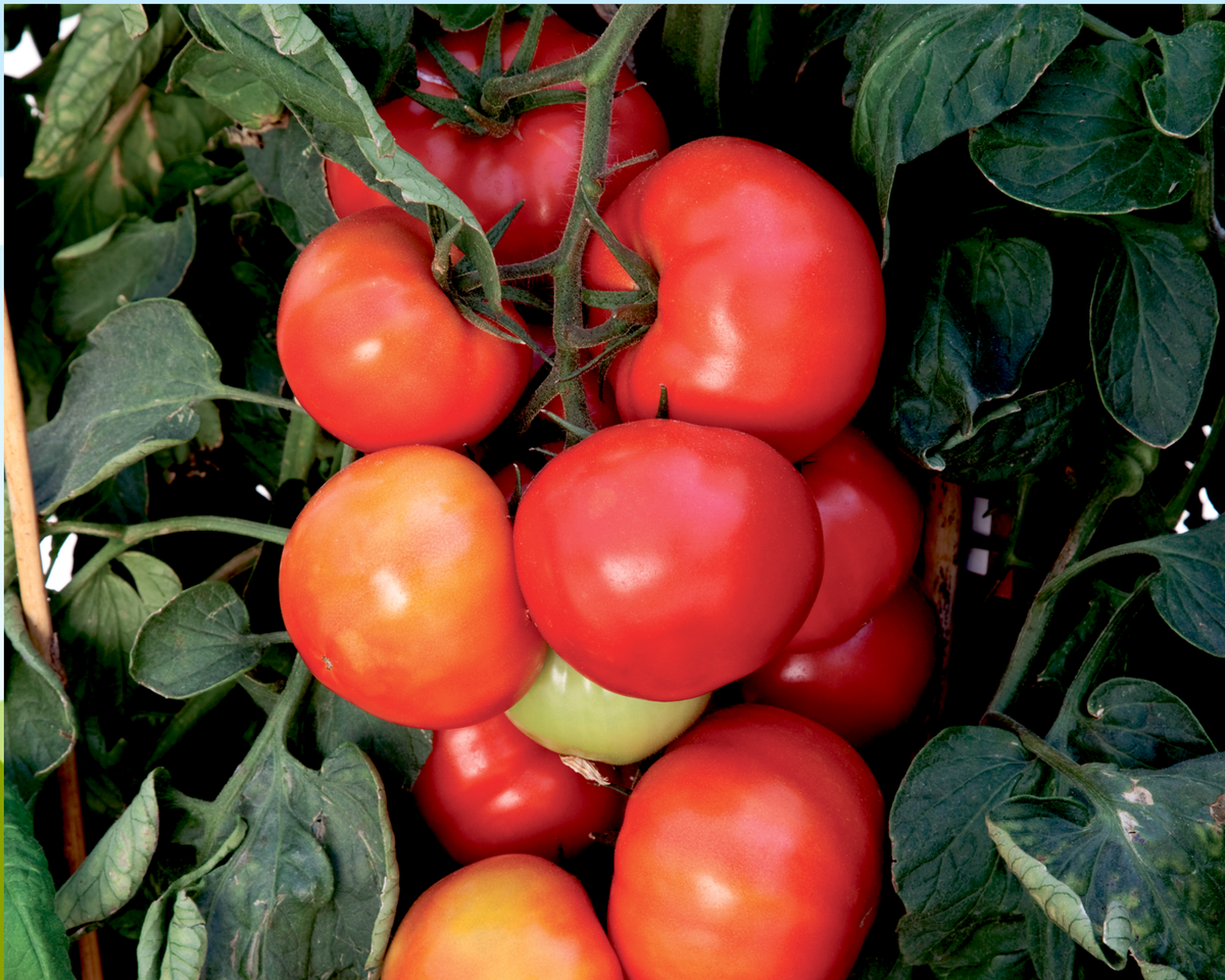 Big League Hybrid Tomato Seeds