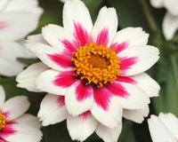 Zahara Starlight Rose Zinnia