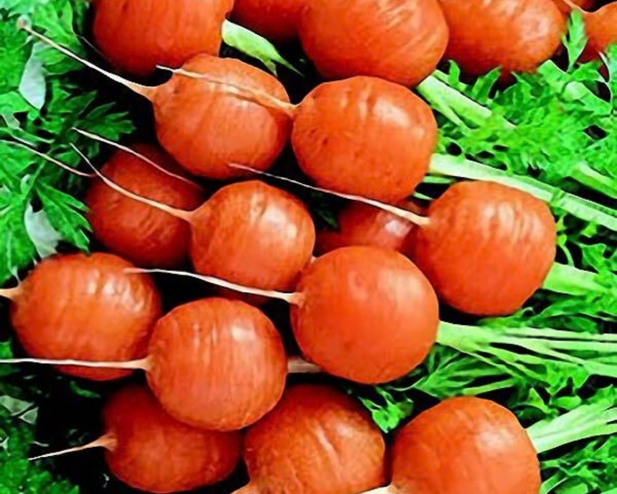 Parisian or Paris Market Carrot Seeds
