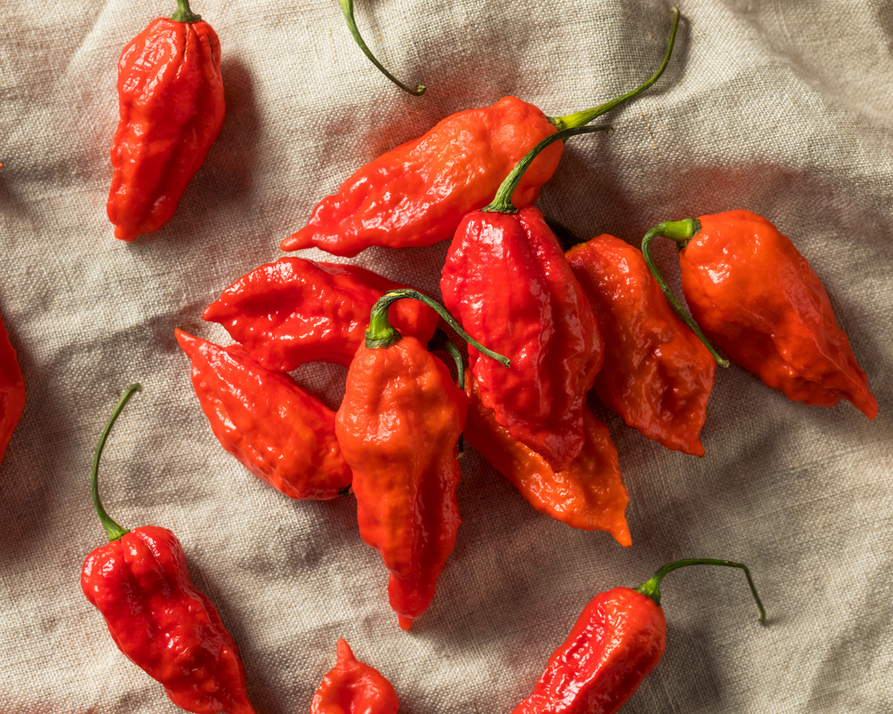 Bhut Jolokia Hot Pepper Seeds