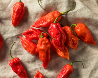 Bhut Jolokia Hot Pepper Seeds