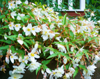 Santa Barbara Begonia Seeds
