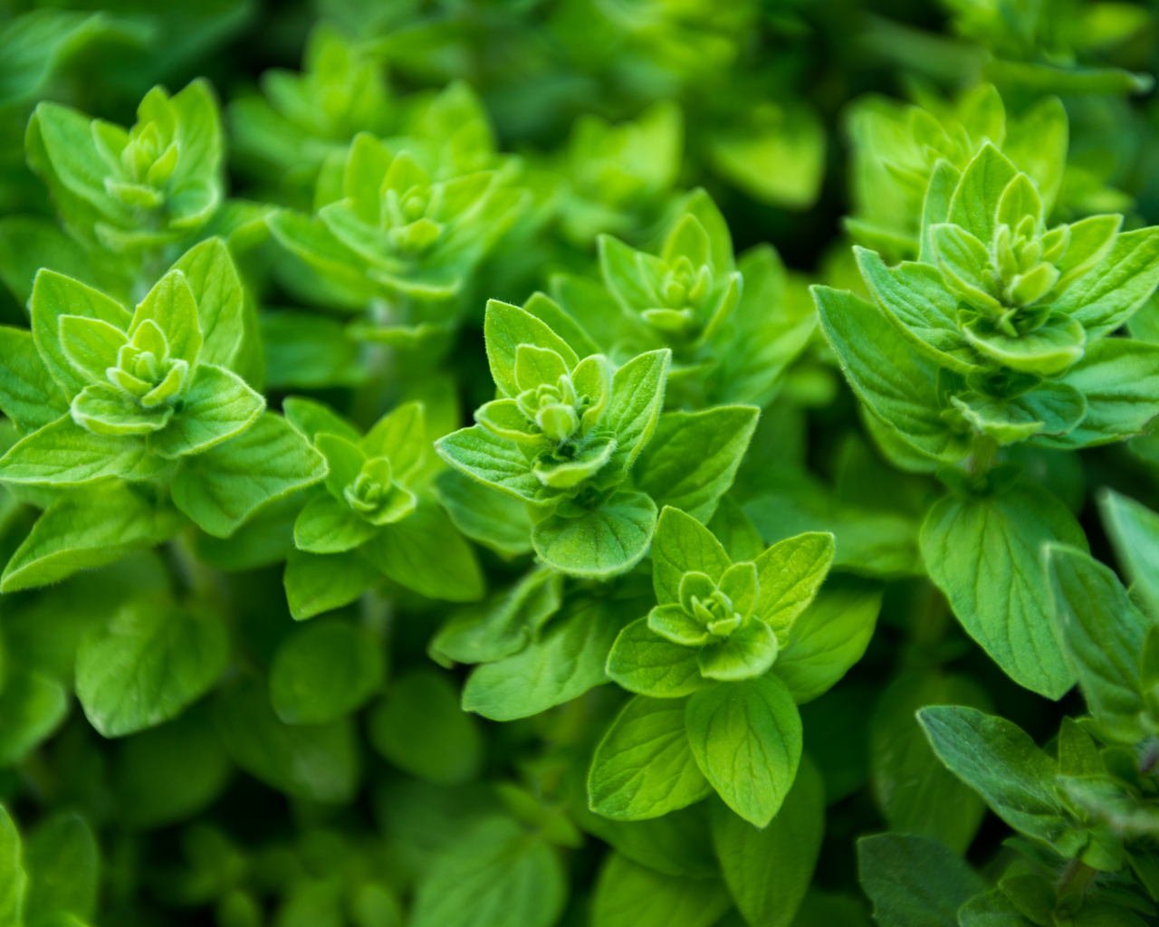 Oregano Seeds, Greek