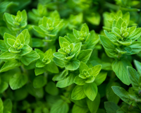Oregano Seeds, Greek
