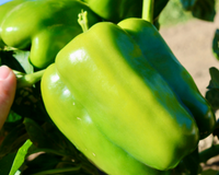Baron Hybrid Pepper Seeds