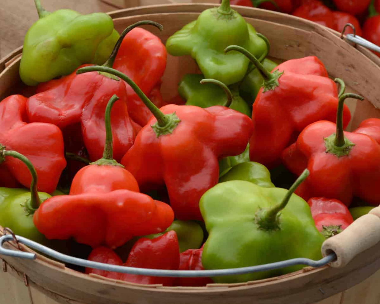 Mad Hatter Hybrid Pepper Seeds