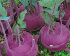 Purple Vienna Kohlrabi Seeds