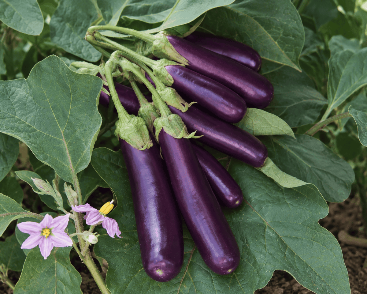 Hansel Hybrid Eggplant Seeds